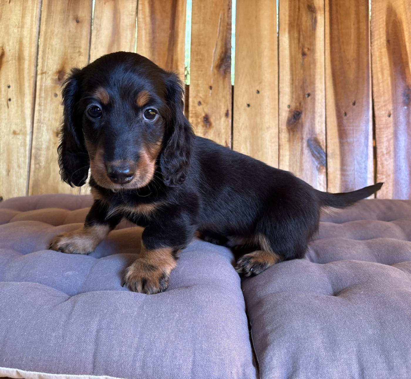 Des Prades Aux Bois - Chiots disponibles - Teckel poil long