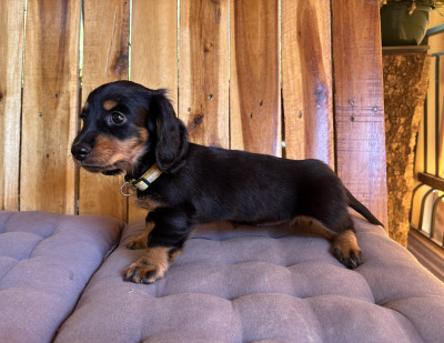 Chiot N°4